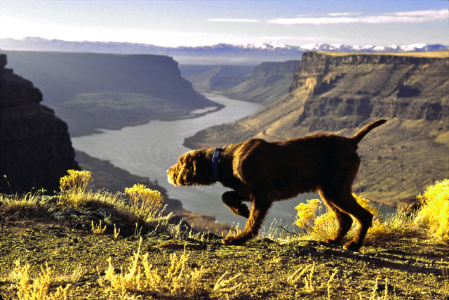 The 2014 chukar season showed a drastic decline in bird numbers due to the record hot summer months with no rain.  Carry over birds still gave the dogs a good workout with hopes of a better spring in the upcoming years.