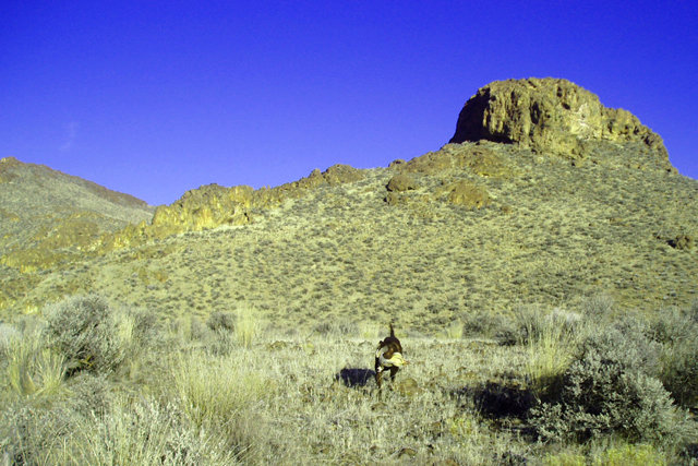 A nice retrieve of one of the two birds taken from the previous picture's find.