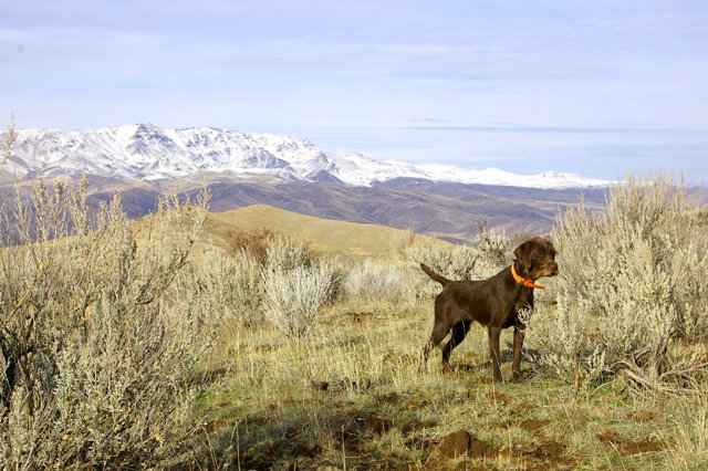 Cedarwoods Hidden Image (aka Kona) standing hungarian partridge with Squaw Butte in the distant background.  This was a chukar hunt, but huns are quite often located on these hunts.  This is a south facing slope that the sun has melted all the snow off of.  Kona is a NAVHDA  Natural Ability, and also Utility Prize I performer; and an extremely effectual gundog.