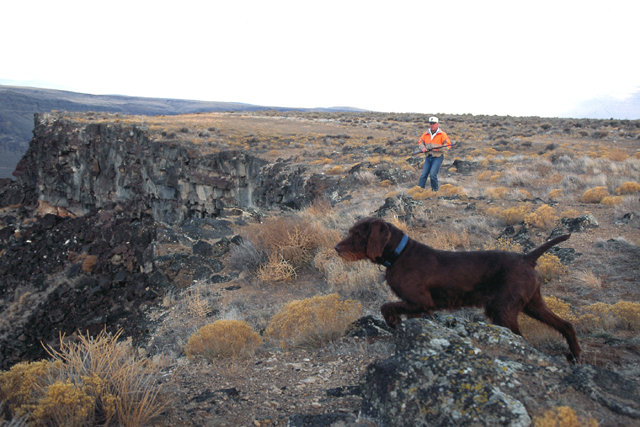 Birds are located, but now is there going to be a shot off this vertical canyon cliff.  Never take a shot in this terrain as the dog will undoubtedly go for the retrieve, but this looks to have an access off the top.