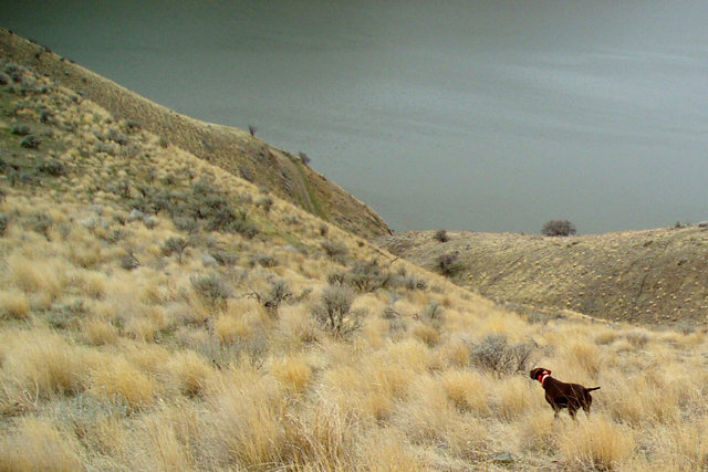 Prairie Trouts Calender Girl (aka Zoey) locating one of the many singles from coveys we'd broken up from the higher ridges on this hunt.  Relocating singles from dispersed coveys gives one some of the best wingshoting opportunities.  This picture was taken from several hundred yards above the dog with a 10X optical zoom.