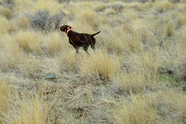 This is the same point as the previous picture, but now much closer and with the normal digital lense.  Here Zoey shows her  convincing, staunch point which is necessary to have close wingshooting on these very flighty chukar during a December hunt.
