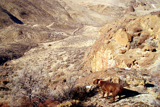 This is as steep as chukar hunting gets.  The only way down was to the dog's left some 50 yards and then down the canyon another 100 yards to the birds elevation.  All worked well, as she held tight and waited patiently until the flush which took an extended period to reach the location of the birds.