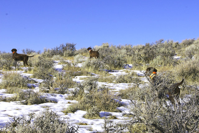 Cedarwoods EZ Top (aka Murphy) and Prairie Trouts Calendar Girl (aka Zoey) backing Cedarwoods Hidden Image (aka Kona) on a chukar hunt in Idaho.    All 3 dogs are NAVHDA Utility Prize I dogs and the 3 perform admirably together as trained.
