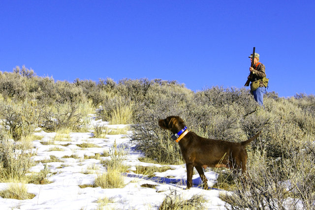 Don Huffman approaches a covey of chukar located by Prairie Trouts Calendar Girl (aka Zoey) on an Idaho December chukar hunt.