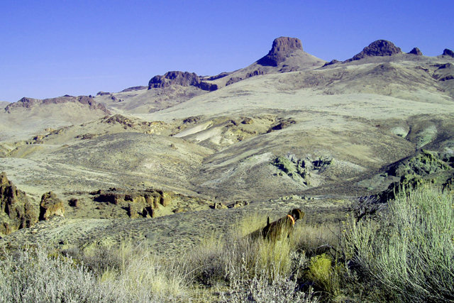 Another one of the 10 plus covey points on the last day of the season's hunt on 1/31/07.  Following the flush, I sat and glassed 360 degree only to locate wild horses, mule deer, antelope and 2 california bighorn rams.  These are the added bonuses of chukar hunting.