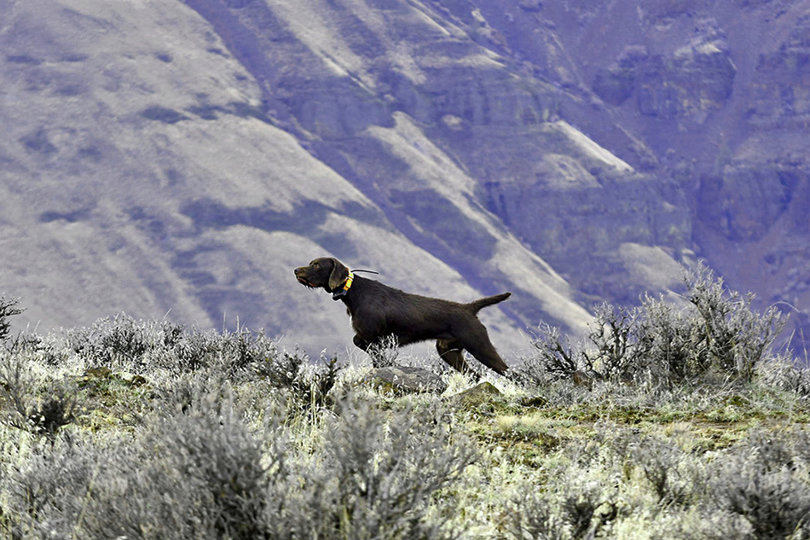 Cedarwoods Chinook stopped and stood this covey of chukar in a most picturesque spot on the crest of the canyon. This is a progeny pup from Cedarwoods Essence of Tukr and this picture certainly explains the pointing prowess Rugr can pass on to his pups.