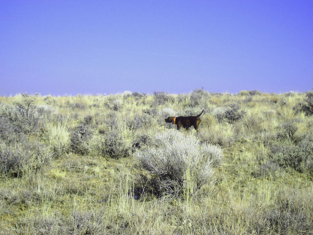 Another winter find on a flat.  Dog work is at it's best during this period as the scenting is excellent when working into the wind and the birds hold well with the lush cover to conceal them.