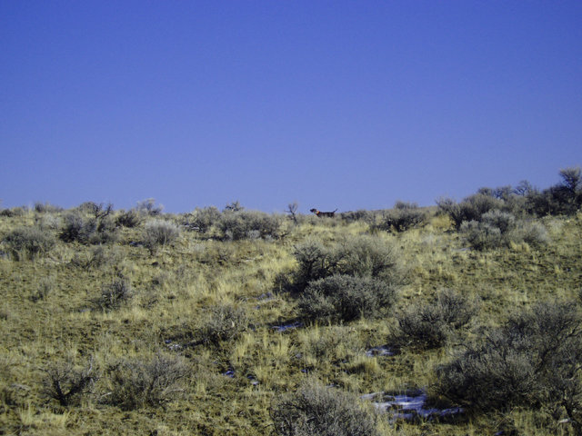 This is winter chukar hunting at it's best.  The birds have moved to the sage flats to feed on the new cheat grass sprouts.  This picture was taken using a 10x optical zoom, and Prairie Trouts Calendar girl (aka Zoey) is over 500 yards out, but staunch as a statue.  Click on the picture for a better view.