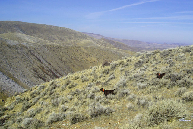 Cedarwoods EZ Top (aka Murphy) has the find and Cedarwoods Hidden Image (aka Kona) is backing on this covey that are well down the slope below the dogs.  This is the situation that offers enhanced wingshooting if one drops off the hill where the picture was taken from rather than from where the dogs are; then advancing across the hill below  the dogs.  Both dogs are NAVHDA Utility Prize I dogs.