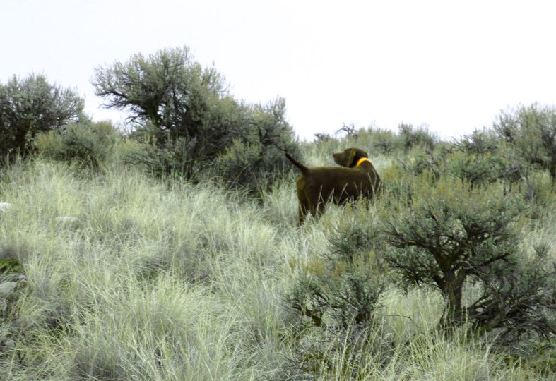 Finding chukar up on the flats is pure "heaven".  An approach circling to the left should insure some valuable wingshooting.
