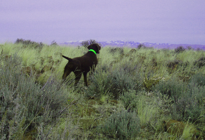 Another covey located on a ridge top.  Approaching from behind the dog will not be as productive as circling around to the front of the dog as the birds may be 50 to 100 yards in front of the dog.