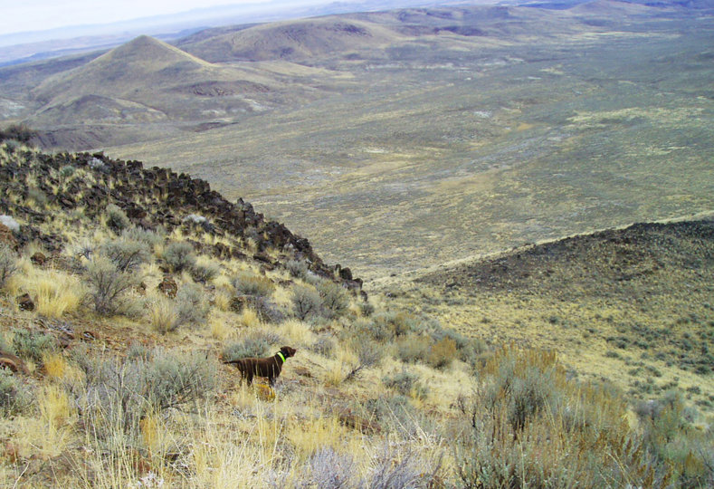 The approach to this covey is going to be much trickier.  The birds will undoubtedly  want to fly down and under the rock pile to the left of the dog.  An approach down on the left side of the dog will help cut them off.