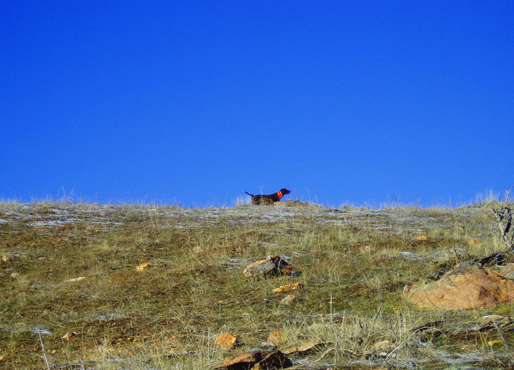 A sight only a true chukar hunter can appreciate.  His dog standing birds on the horizon following a long climb up the hill.