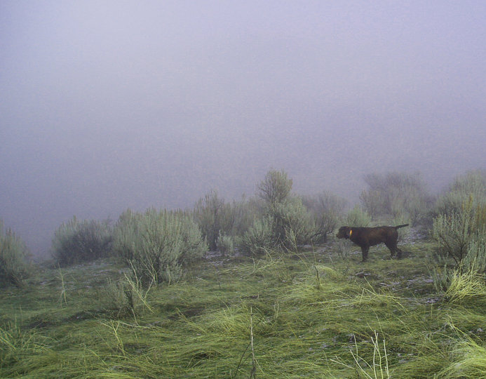 Cedarwoods Pin Up Playmate (aka Hemi) found this covey of chukar on a very foggy morning's hunt.  The next 3 pictures are of the same hunt as we climbed higher up the ridge.  These conditions can be extremely dangerous in many ways.  Losing a dog in the fog, getting disoriented yourself, and poor visibility for safe shooting.
