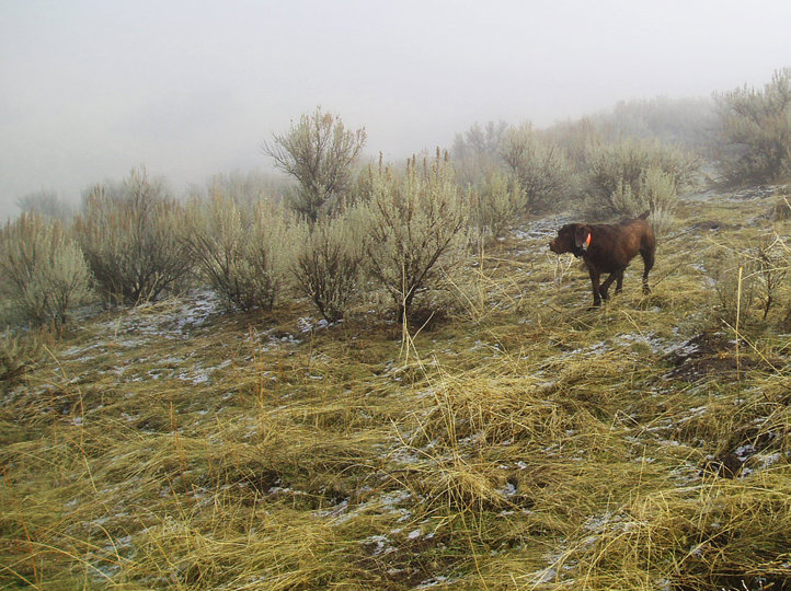 As we get higher up the ridge the fog is thinning and visibility much better,  The exact distance of the birds is deceiving, however, as they seem much farther away than actuality during these conditions.