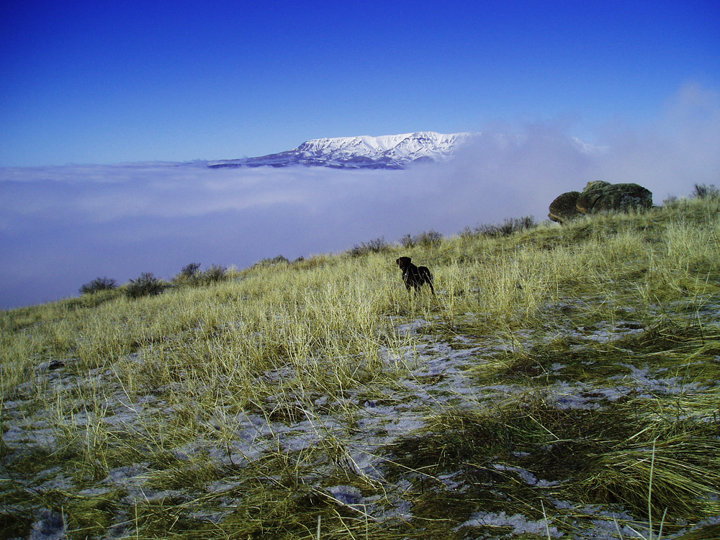Finally above the fog as you can see the blanket of the cloud in the background.  It's now time to get even with some of these red-legs we've been pushing up this long ridge line.
