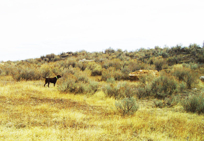 Clear skies now and excellent visibility with a spread out covey in the sage brush.  Should mean a disperse covey rise with birds rising much later than the main covey.