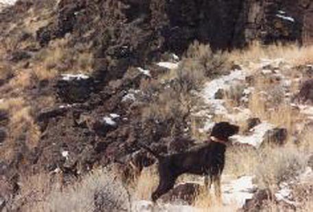This is "the notch" in 1988.  Haverhills Aleeta and Haverhills Axcell (barely visible), our foundation pudelpointers, pointing a covey of chukar in Oregon.    By the way, I took this picture and then nailed a double for each of the dogs to retrieve.    These 2 dogs reveled the value of a pudelpointer or a good versatile dog's importance in the early developement of our kennel.