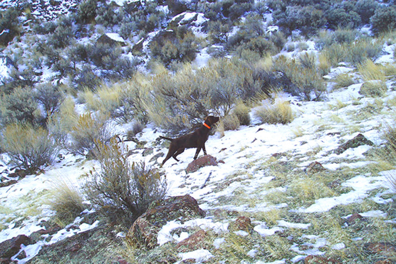 This again is "the notch", but now it's 2008 with Prairie Trouts Calendar Girl (aka Zoey).  She has the perfect covey location in this photo.  The birds are uphill from the dog and since most chukar fly down hill, this will offer the best possible wingshooting for a hunter.  December snow cover adds for a more memorable and scenic adventure.