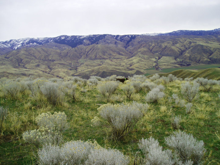 Hemi has birds in the sage somewhere in front of her.  This should have some good promise to it if we can just swing to her front.