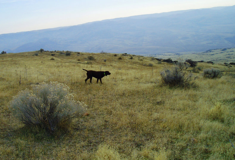 Hemi doing it right on running birds.  Some sneaky cat-walking will produce these birds eventually.