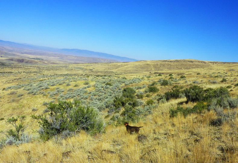 Cedarwoods Miss Liberty on her first chukar find.  Handled these birds as if she'd done this a hundred times before.