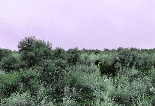 Zoey on a sage brush flat above Owyhee Reservoir.