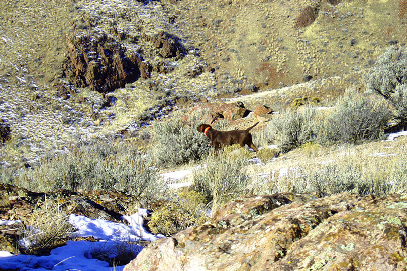 Zoey, again, has another covey of chukar pointed several hundred yards below her in this photo.  Zoey is both a NAVHDA Natural Ability and Utility Prize I performer and it shows here in her intensity and steadyness on these wild birds.  These birds will be much harder to advance upon being below the dog and on such steep terrain.  Circling around and under the dog is the best advancement for a close shot.