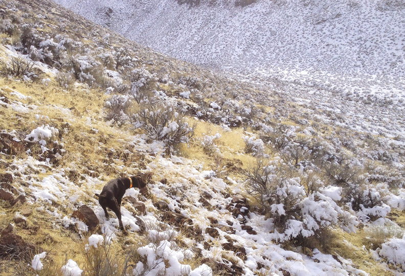 Fresh snow on the ground has just a hint of deer or elk hunting after a snow.  The bird tracks tell you how well your dog can ground track birds.