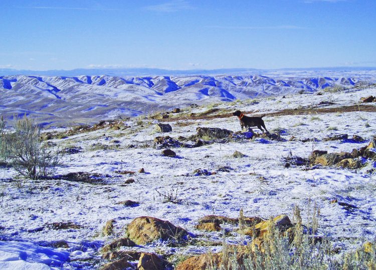 Blue bird day, a view from up on top of the world, and a dog standing her birds in fresh snow over a hundred yards away makes for a day for the memories.