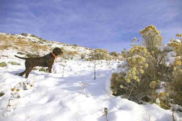 Cedarwoods Hidden Image (aka Kona)has found a covey of chukar on the North facing slope of this hunt.   It's in the snow that the birds often find insulated roosting spots using the snow for protection from the cold frigid nights.