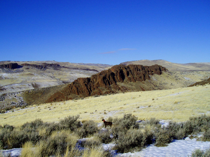 Zoey showing her "long nose" and steadyness on her third covey of chukar which are over 100 yards below her. The thermal updrafts allow a dog to locate birds at exceptionally long distances in the colder winter days of December.