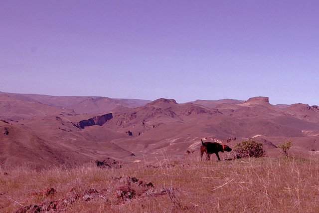 Prairie Trouts Calendar Girl (aka Zoey) was found on a lone ridge standing chukar in Oregon's Owyhees.    The bext approach on wild chukar is from below, so circling the dog and working back up hill to the dog offers the best wingshooting.
