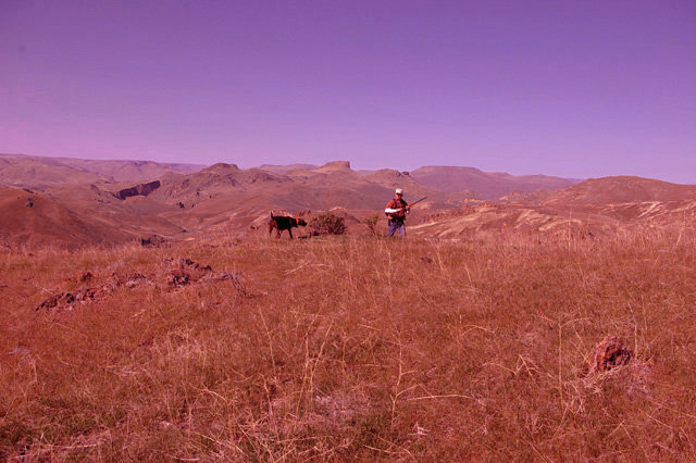The approach here was to slip down the hill out of sight of any birds and back to the left of the dog. After dropping off the hillside about 100 yard and working back up to the dog, still no birds have been discovered.