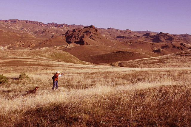 On the flat to the right of the dog a single bird finally exploads, while Zoey remains steadty to wing, shot, and fall.