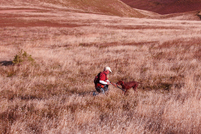 A perfect sequence and the bird retrieved and delivered to hand as was taught and also expected in the field from this Prize I Utility dog.