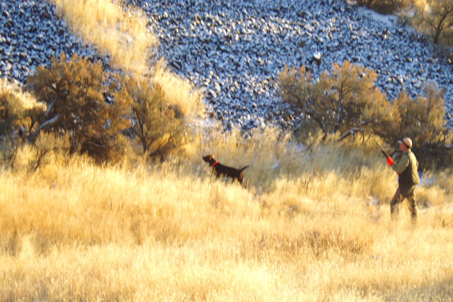 Darren with Izzy in Oregon about to put the "hurt" on several chukar.   Izzy is now a year old and a NAVHDA Prize I Natural Ability performer.  Notice the new ORANGE gloves Darren is sporting.  I think it may be some sort of Michael Jackson image he's addressing here.