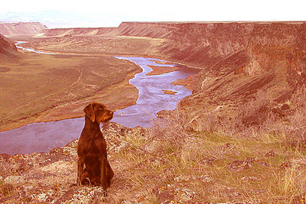 VC Cedarwoods Man O War (aka Boka) poses above Idaho's Snake River overlooking some of Idaho's fabulous chukar hunting landscape.