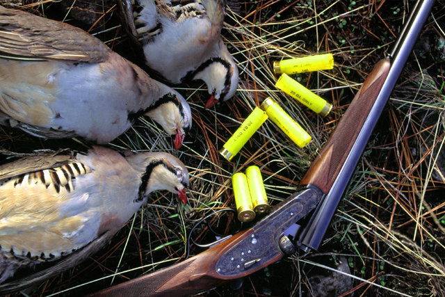 A nice bunch of birds for a year when counts showed one chick hatched per every three pair of adult birds.  This is plenty on a year with low bird numbers.