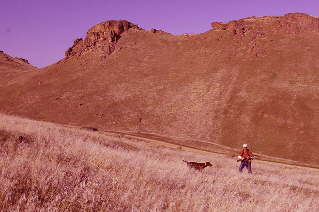 Prairie Trouts Calendar Girl (aka Zoey) on chukar.  Zoey is a NAVHDA Prize I performer in both Natural Ability and also Utility