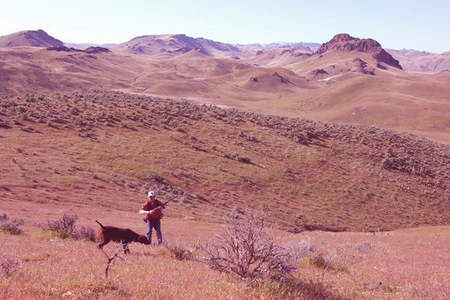 Cedarwoods Hidden Image (aka Kona) pointing a covey of chukar.    Kona is one of our most reliable females, and a very natural hunting dogs.  Kona has earned both a NAVHDA Natural Ability and also Utility Prize I, accomplishing this before her 2nd birthday.