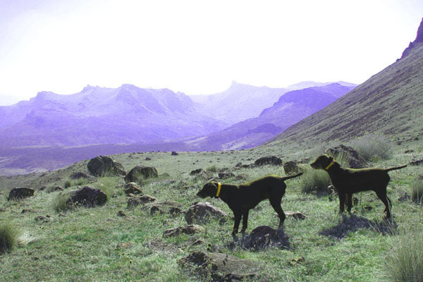 Cedarwoods First Offense on point with Cedarwoods Neon Playgirl backing on a large covey of chukar in Oregon.    These 2 dogs work nearly perfectly as a team on wild birds.    Its hard not to take this pair on every hunt and leave the young dogs behind, as the hunts with these 2 veterans are always going to produce positive memories.  Notice how relaxed they are; they know they're going to be asked to stand possibly 5 more minutes before we get positioned for a productive flush.