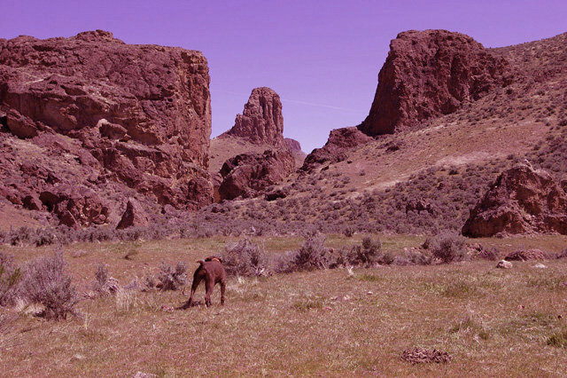 Cedarwoods Hidden Image with a covey of chukar in a sagebrush flat in Oregon's Owyhees.    This is the picture a chukar hunter dreams of finding.    Birds resting in the shade of heavy sagebrush and on  flat ground to boot.
