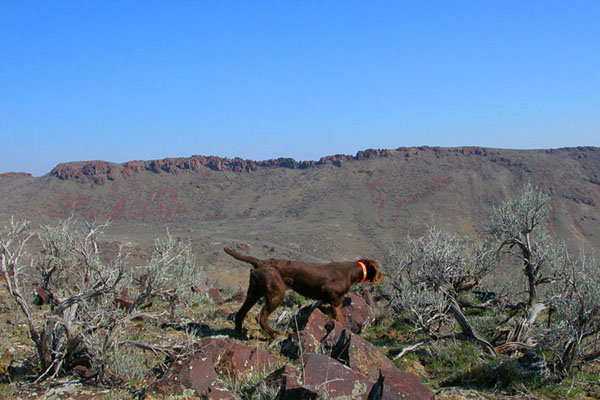 One of our new young stars, Cedarwoods Field of Dreams(aka KD) standing chukar in Oregon's Owyhees in October.    KD has earned both a NAVHDA Prize I in Natural ability and also a NAVHDA Prize I in Utility.   It certainly shows here on how well she can handle wild birds also.    She and Zoey are two of the finest chukar dogs I've had the priviledge of hunting behind in over 30 years persueing these birds.