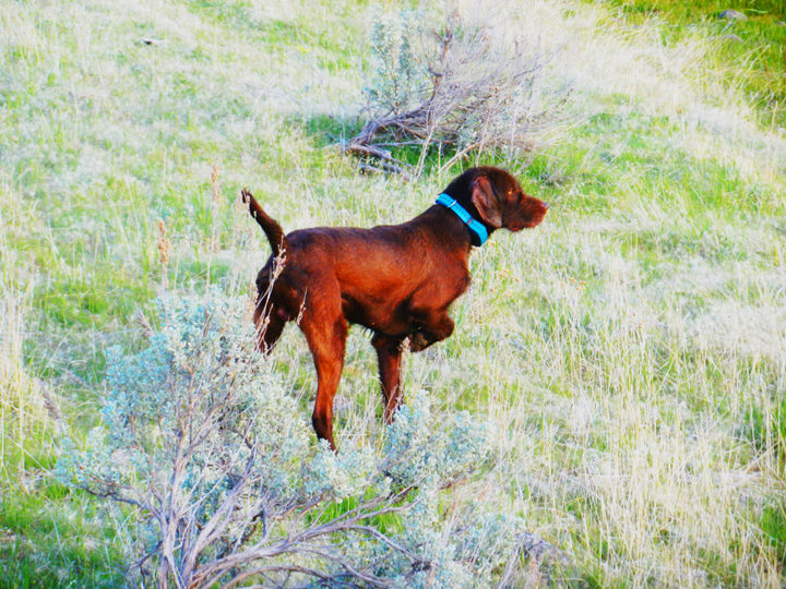 Hidden Acres Atlas (aka Romo) showing off his convincing intensity of a covey find on a frosty November morning.
