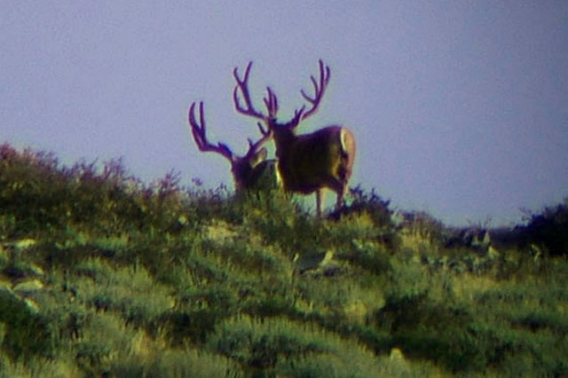 Some of the largest mule deer bucks can be found miles from a road in the high desert country of Idaho, Oregon, and Nevata where we venture off in search of chukar.  Both enjoy remote living with plenty of watr and food.