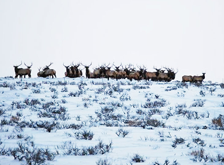This herd of nearly all bull elk had come to the South Fork of the Boise River to winter near one of our favorite winter chukar slopes.  Just one of the many bonus treats one experiences on a chukar hunt in December/January.
