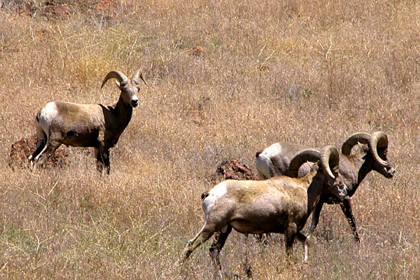 Three rams from a Jacks Creek hunt in Idaho.  Only the lead ram is legal, but not near trophy size yet.  3/4 curl is required and the rams are hunted only on a drawn permit basis.  These are California bighorns.