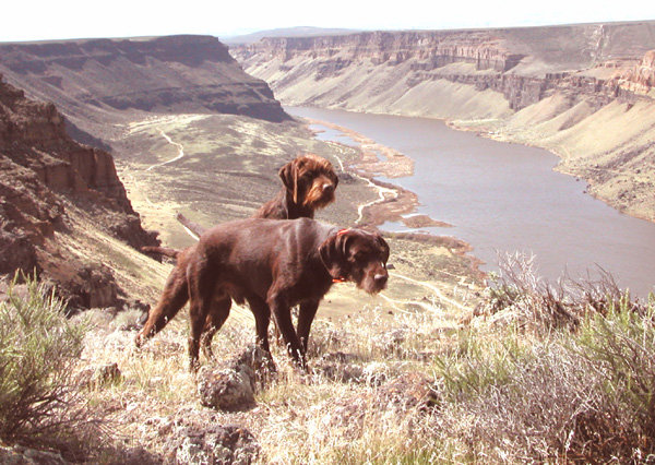 Cedarwoods First Offense (Tukr) & VC Cedarwoods Man O War (Boca) sharing a point above Idaho's Snake River.  Therse two are the breeds finest male pudelpointers of all time !!!